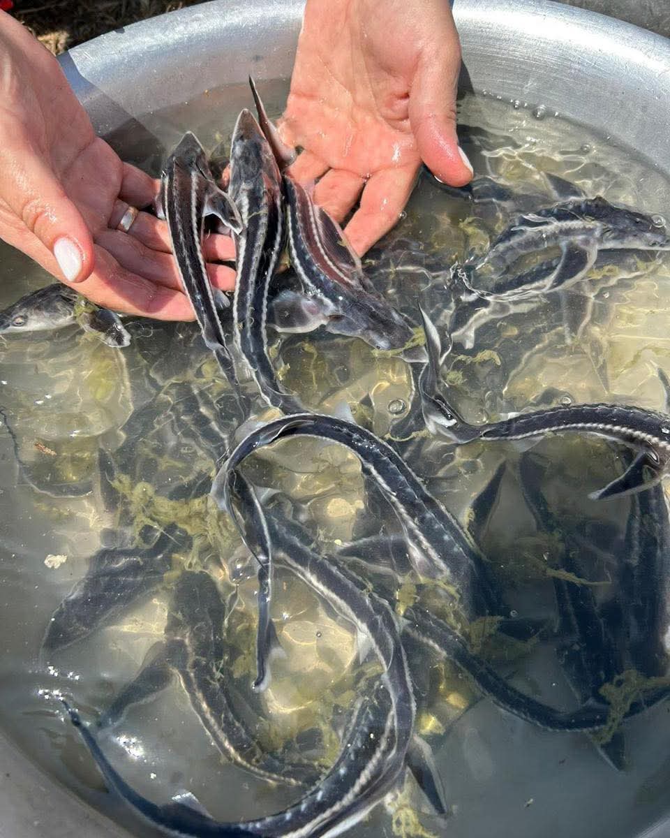 جايىق وزەنىنە 2,1 ملن بەكىرە تۇقىمداس بالىقتاردىڭ شاباعى جىبەرىلدى