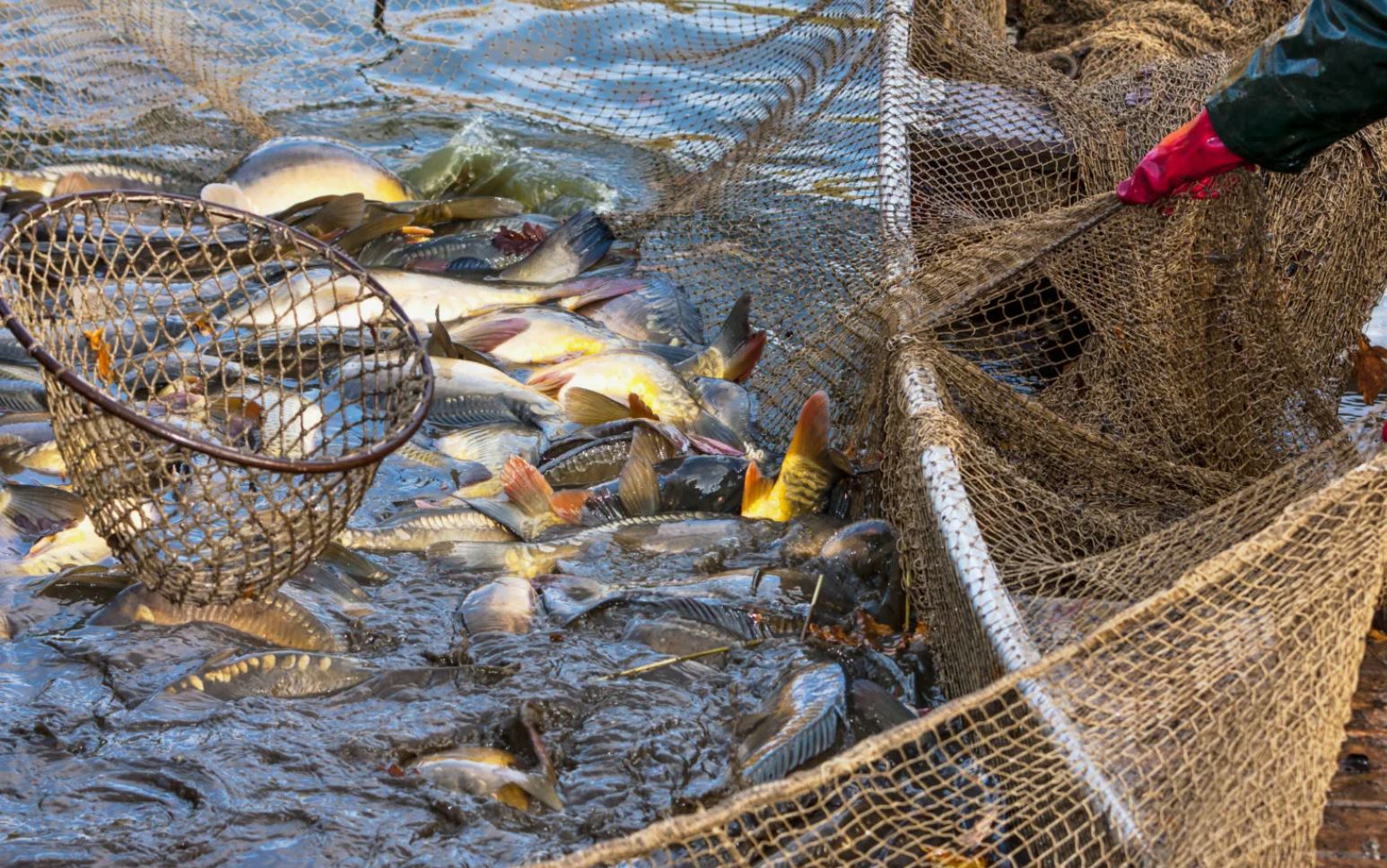 تارىداي ۋىلدىرىقتان تايداي تۋلاعان بالىق وسىرەدى