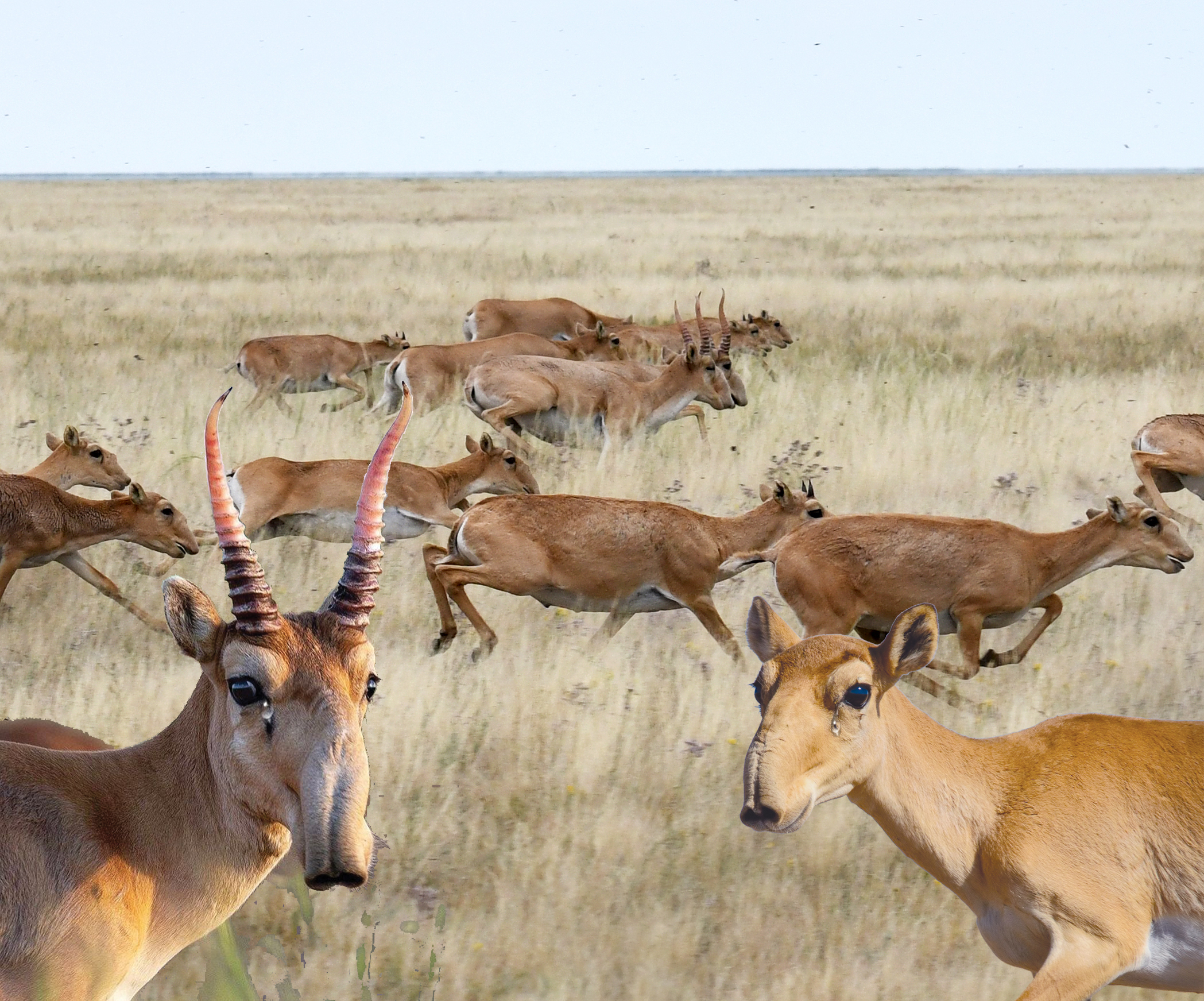 قازاقستاندا كيىكتەر اتىلادى