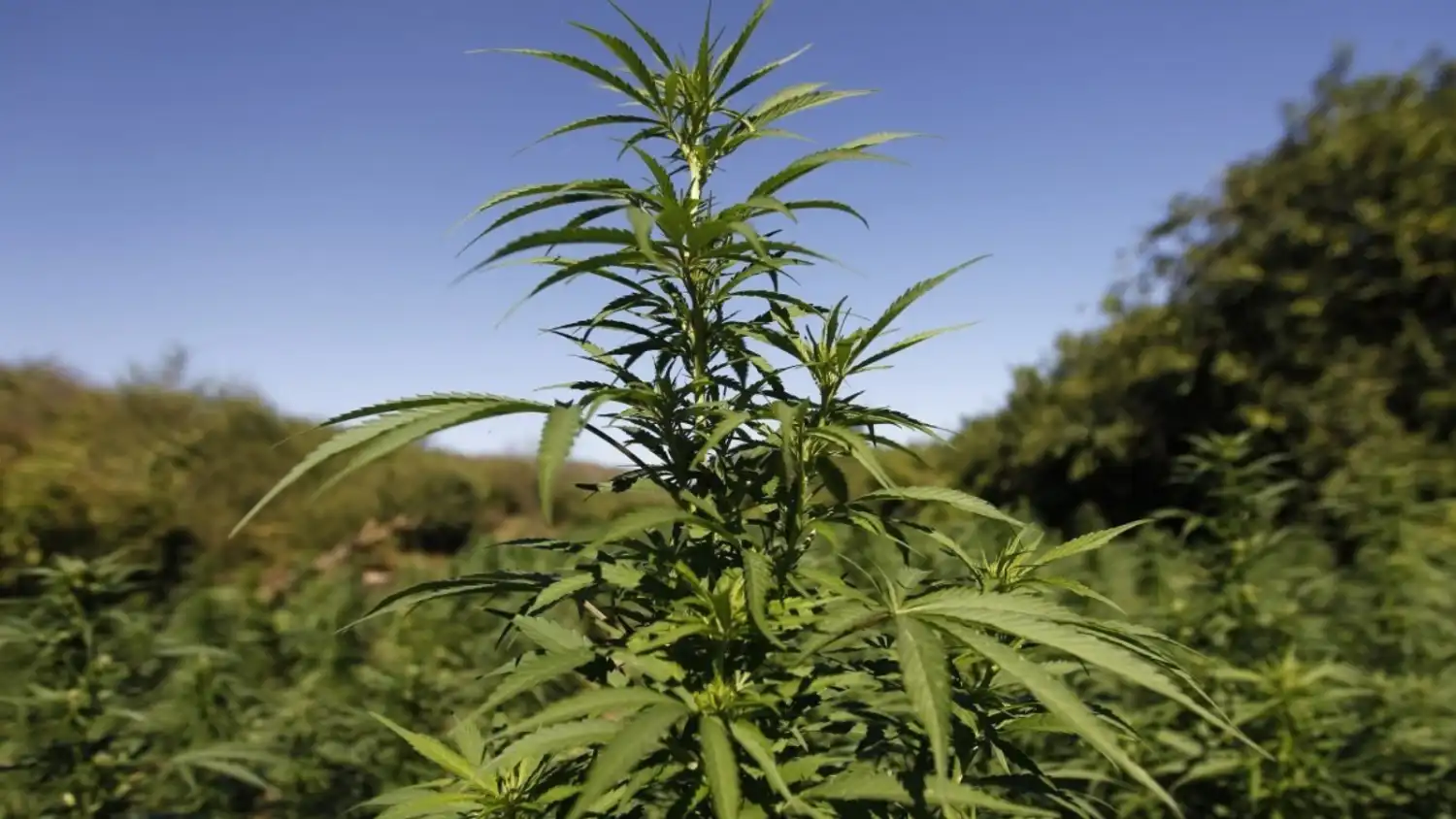 اتىراۋ تۇرعىنى قاراسورا ءوسىرىپ, توڭازىتقىشتا ساقتاعان