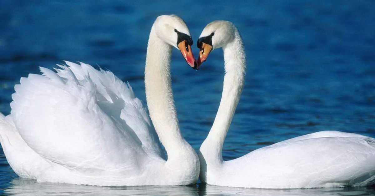 كۇي قۇدىرەتى