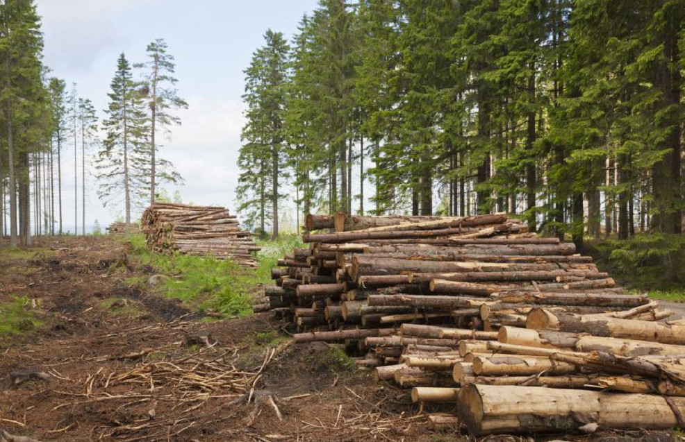 قازاقستانداعى ورمان كەسۋ ماسەلەسى جۇيەلى شەشىمدى تالاپ ەتەدى