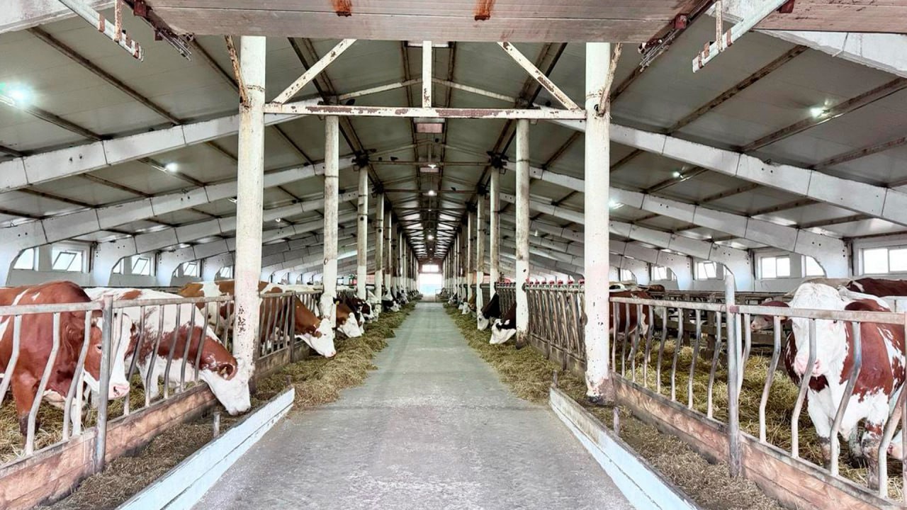 مال شارۋاشىلىعىن دامىتۋعا جەڭىلدىكپەن نەسيە بەرىلەدى