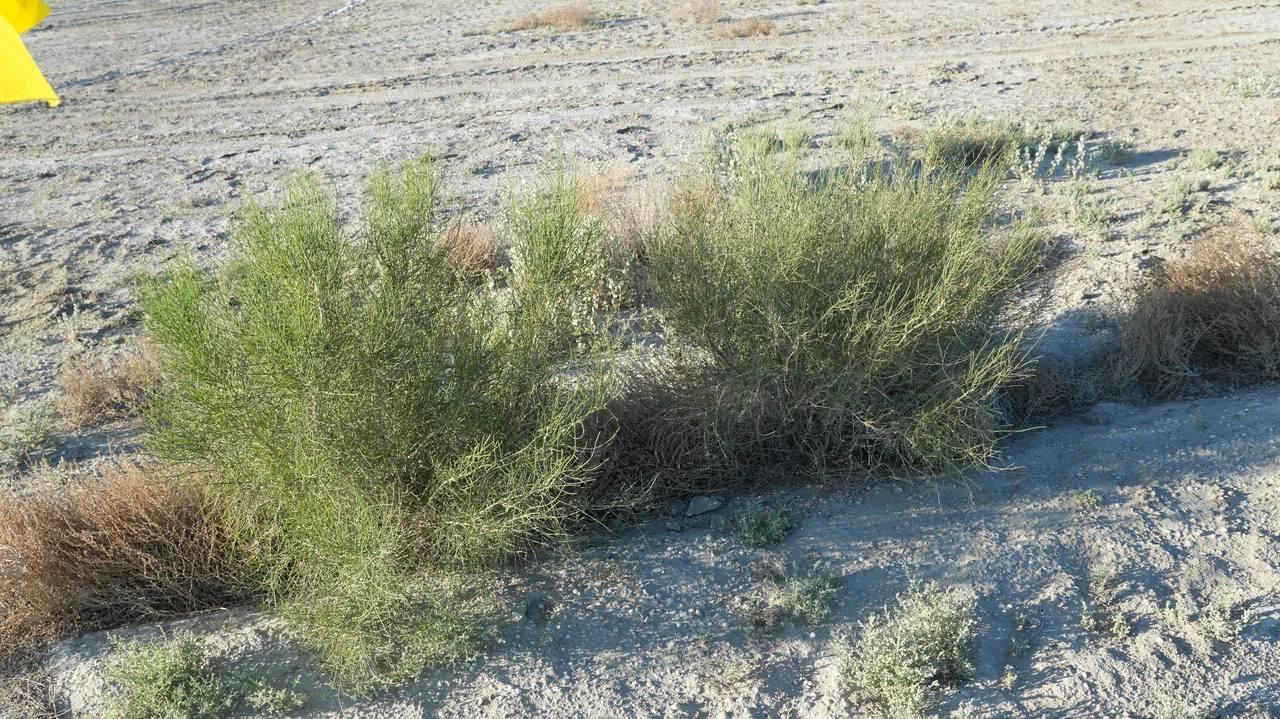 مينيستر ارال تەڭىزىنىڭ قۇرعاعان تابانىندا جۇرگىزىلىپ جاتقان جۇمىستارمەن تانىستى