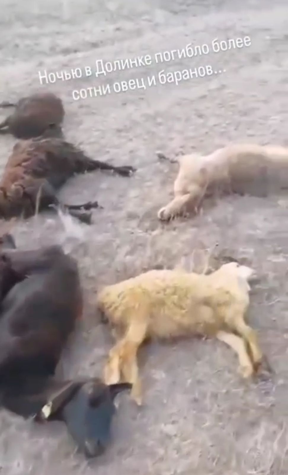 قاراعاندى وبلىسىندا 100-گە تارتا قوي-ەشكى قىرىلىپ قالدى