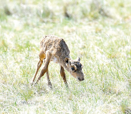 «كيىك – كيەلى» دەگەنمەن...