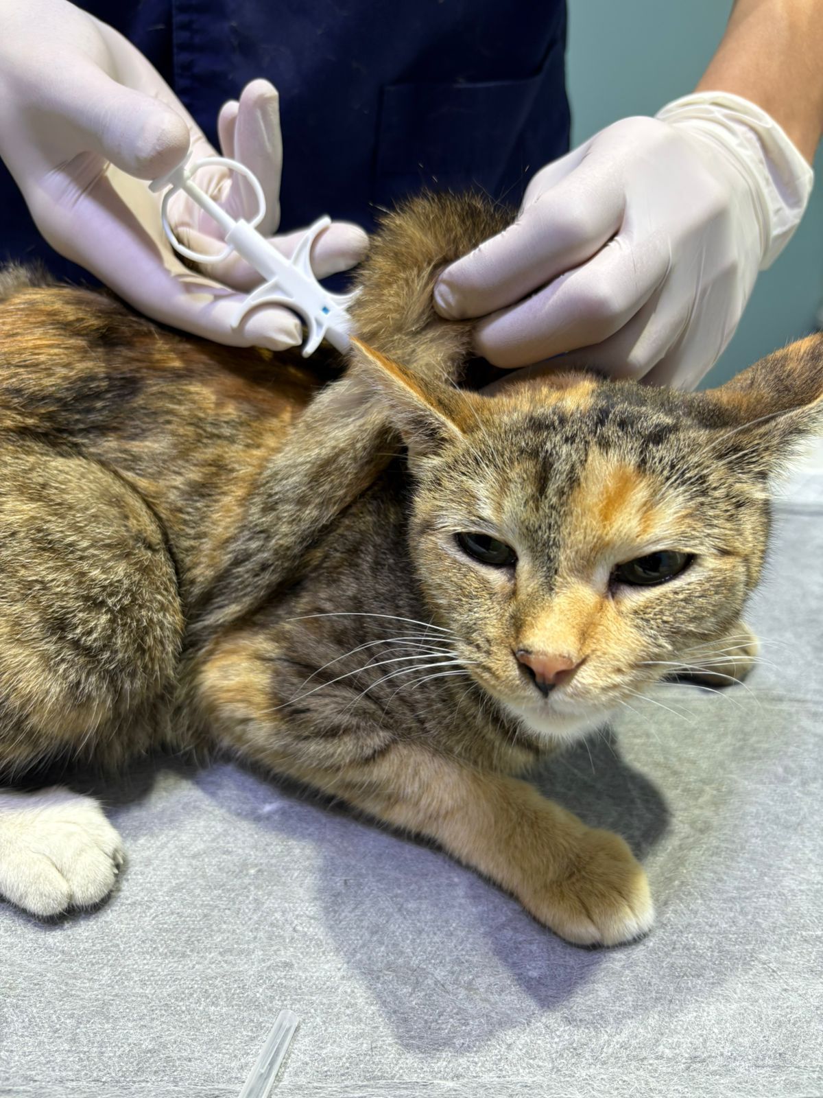 الماتىدا ءۇي حايۋاناتتارىنا تەگىن ەن سالىنا باستادى