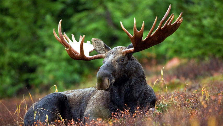 بۇلان اتىپ بۇعاۋعا ءتۇستى