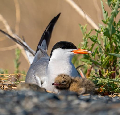قۇس الەمىنە قىزىعۋشىلىق ارتىپ كەلەدى