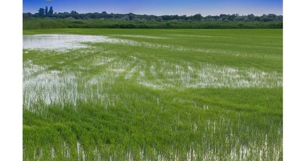 جەتىسۋدا 100 مىڭ گەكتاردان استام ەگىستىك سۋارىلعان