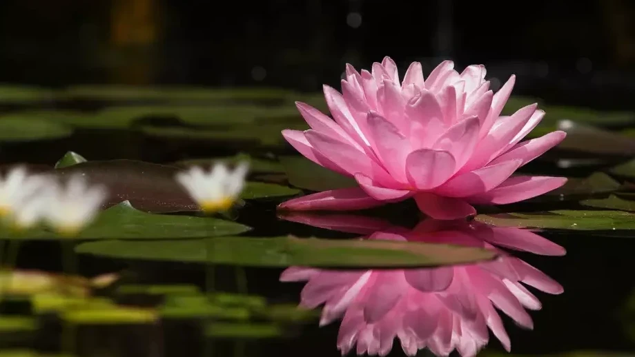 اتىراۋدا لوتوس فەستيۆالى وتەدى