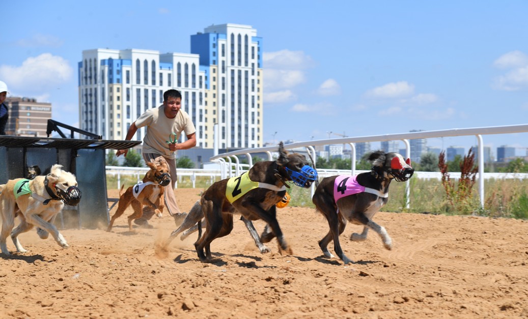 قىمىز –  ۇلى دالا قۇندىلىعى