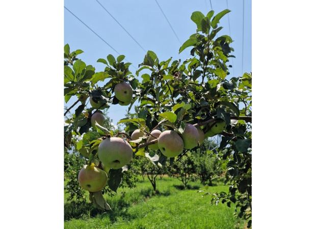 «اپورت» الماسىن جاڭعىرتۋ جۇمىستارى جالعاسىپ جاتىر   