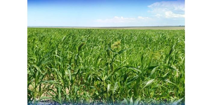 شقو اۋماعىنداعى 5 815,7 گەكتار ەگىستىك القاپقا سۋ بەرىلدى