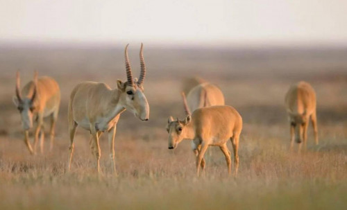 كيىكتەردى وزبەكستانعا جىبەرۋ مەملەكەتارالىق شەشىمدى تالاپ ەتەدى - ەكولوگيا مينيسترلىگى