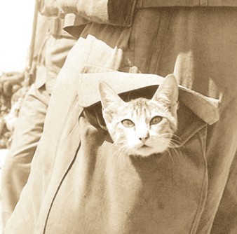 سەزىمتال مىسىق