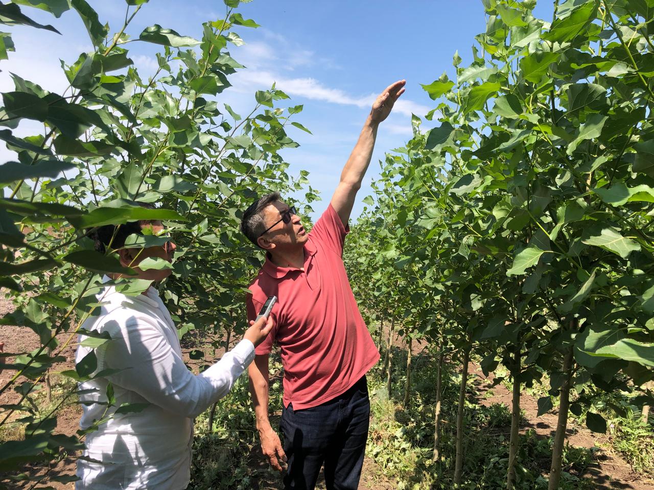 جانعا جايلى جاسىل جەلەك