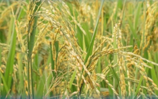 تۇركىستان وبلىسىندا ديقاندار ماقتانىڭ ورنىنا كۇرىش ەككەن