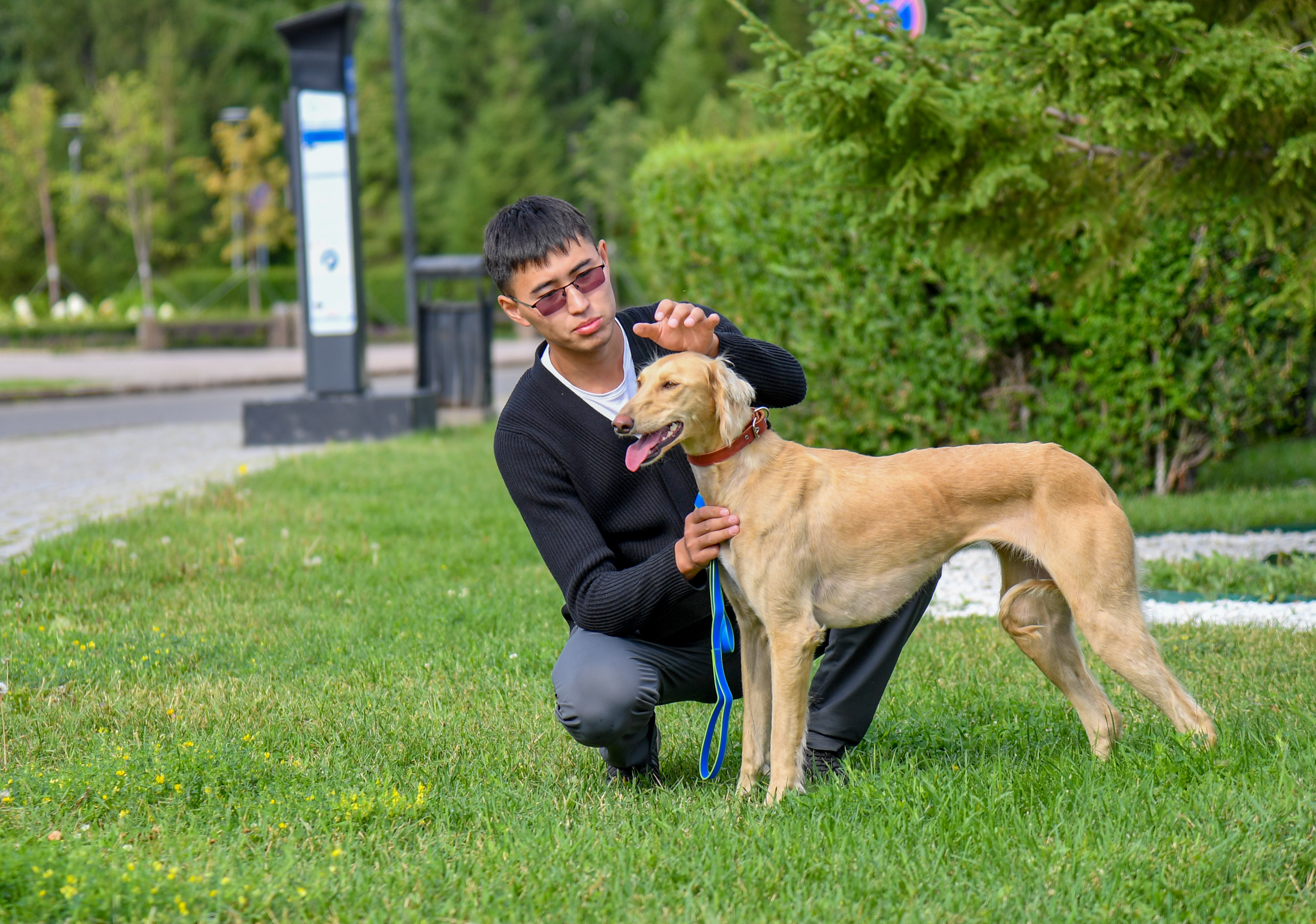 «سارىعىز» تازى كورمەگە بارادى