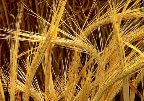 ارپا ەكسپورتى ەكى ەسە ارتقان