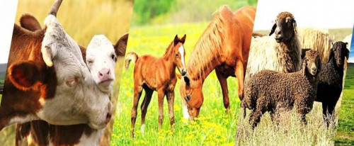 قازاقستاندا مال باسى كوبەيگەن