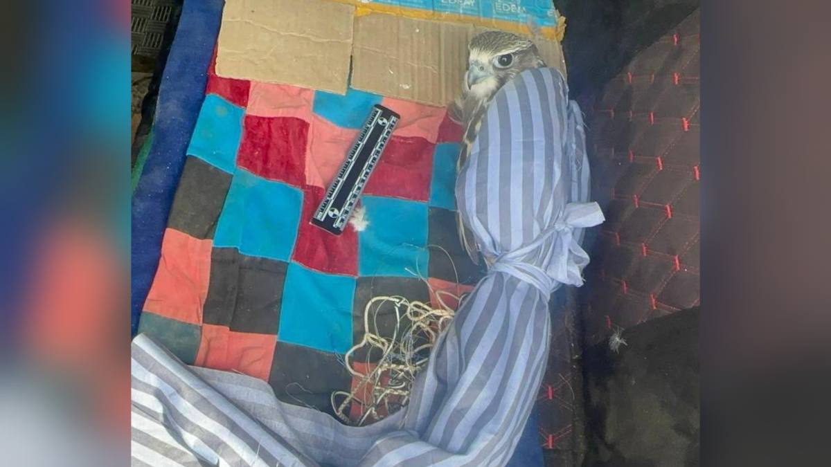 شقو تۇرعىنىنىڭ كولىگىنەن قىزىل كىتاپقا ەنگەن قۇس تابىلدى