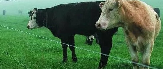 «ەلەكترباقتاشى» جكو-دان قورعايدى