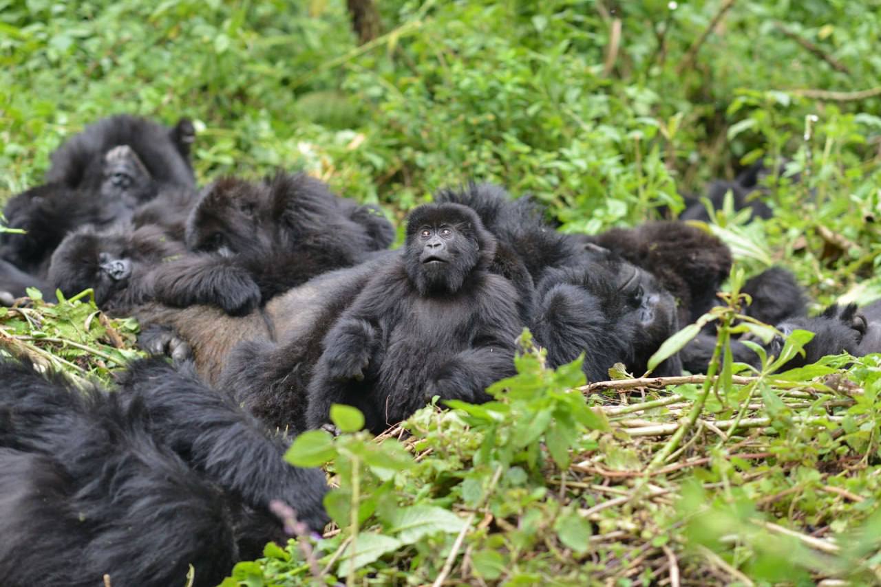 دوسقا ادال گوريللالار