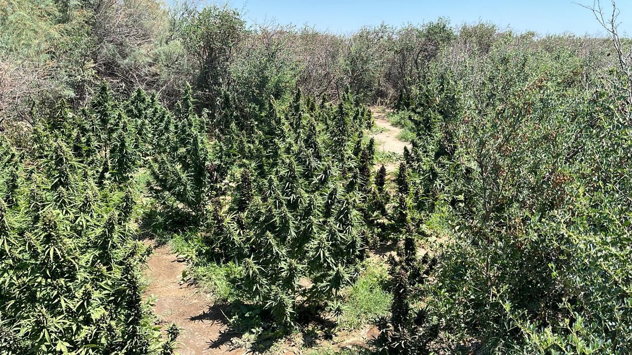 قىزىلوردادا زاڭسىز ەسىرتكى ەگىستىگى انىقتالىپ, جويىلدى