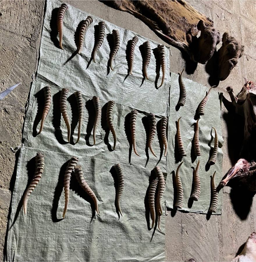 ماڭعىستاۋ تۇرعىنىنىڭ اۋلاسىنان زاڭسىز اتىلعان كيىكتەر قويماسى تابىلدى