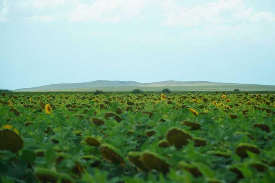 ەگىس القاپتارىن ءارتاراپتاندىرۋ قارقىنى كۇشەيدى