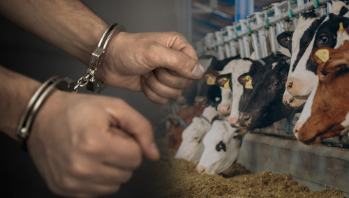 مال ۇرلاعان توپ ۇستالدى