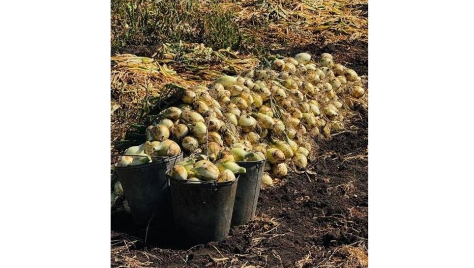 ەلىمىزدە 3,1 ملن توننا استىق باستىرىلدى