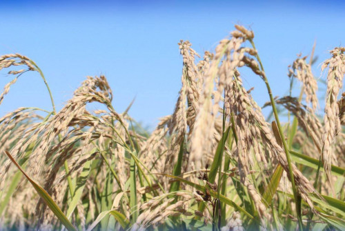 ەلىمىزدە كۇرىشتىڭ جاڭا سورتى شىعارىلدى