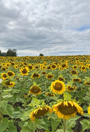 وراق ناۋقانىنا ساقاداي ساي