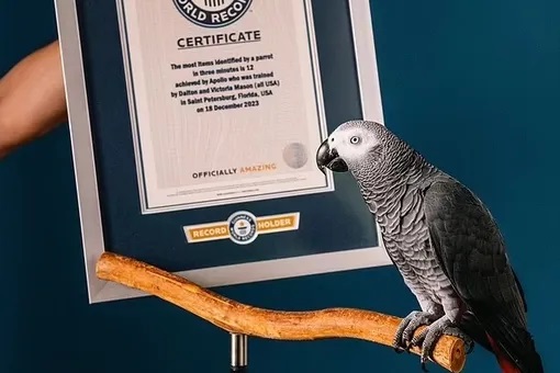 رەكوردشى توتىقۇس