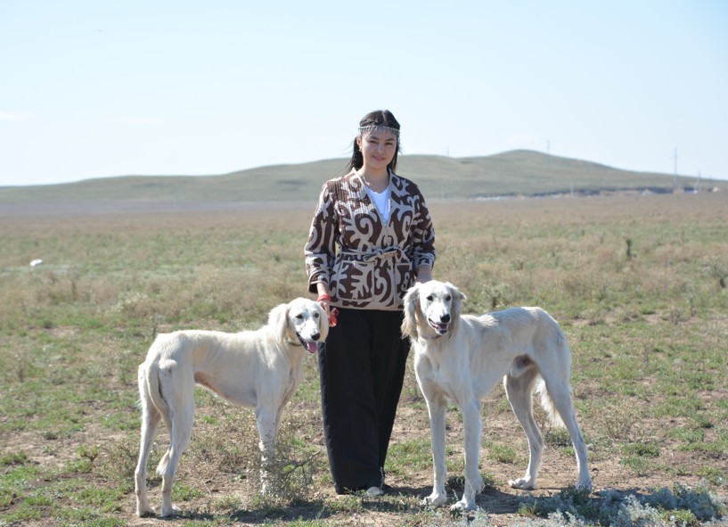 تازىلار سايىسى