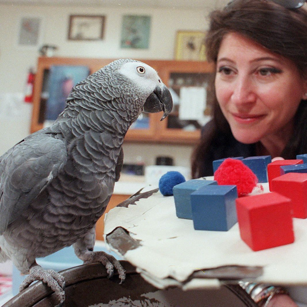 سۇراق قويعان توتىقۇس