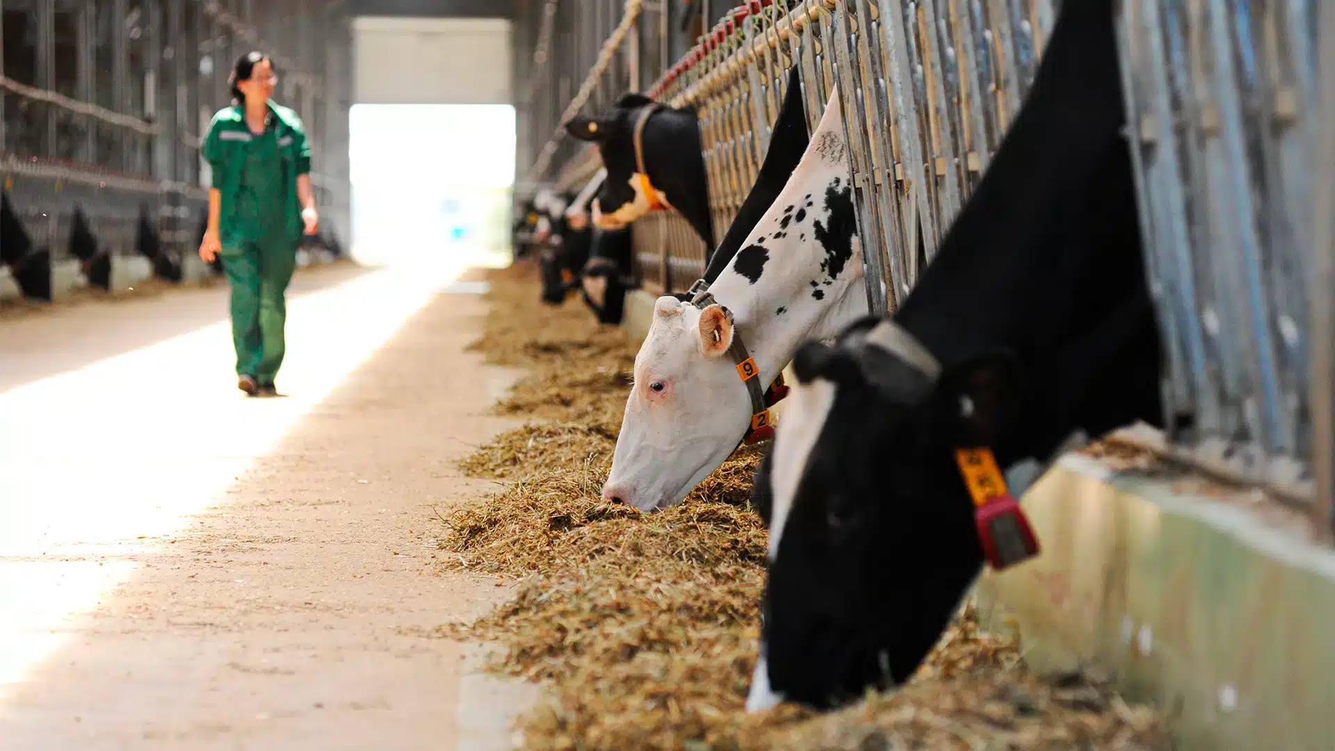 اۋىل شارۋاشىلىعى كاسىپورىندارى ءۇشىن ونلاين-ساناق كەزەڭى 20 قىركۇيەككە دەيىن ۇزارتىلدى