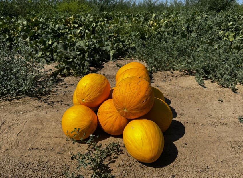 شەڭگەلدىنىڭ قاۋىنى-اي!