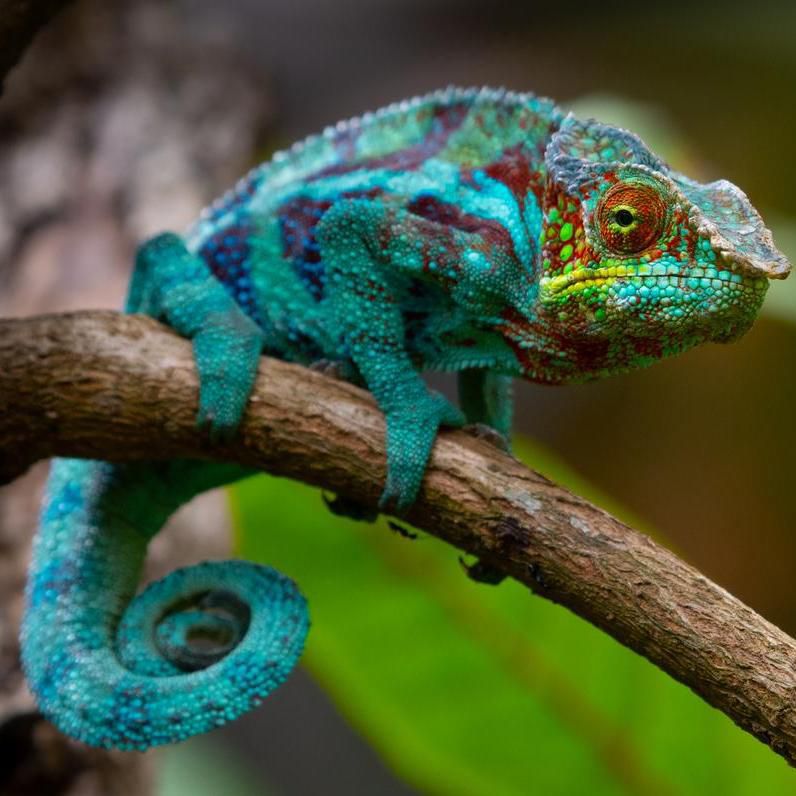 حامەلەون نەگە قۇبىلادى؟