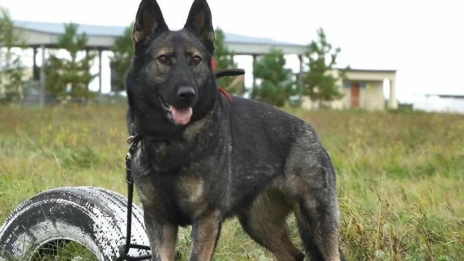 ۇزدىك كينولوگتار ۇلتتىق ۇلاننىڭ بىرىنشىلىگىندە انىقتالادى