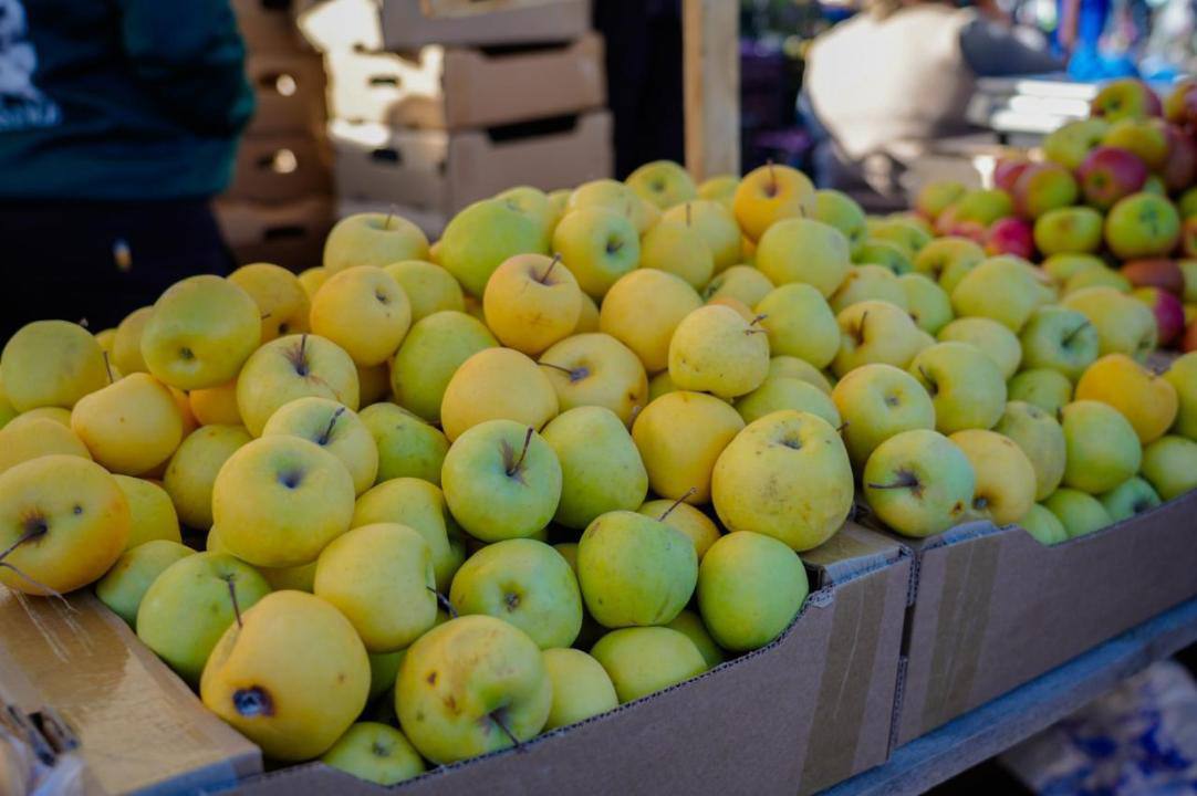 استانادا اقتوبە مەن قىزىلوردا وبلىستارىنىڭ اۋىل شارۋاشىلىعى جارمەڭكەسى ءوتىپ جاتىر