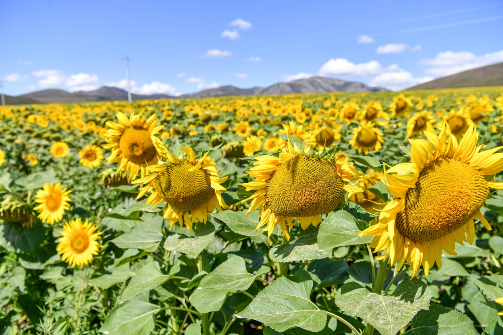 اباي وبلىسىندا ەگىن سالاسىن قارجىلاندىرۋ كولەمى ارتتى