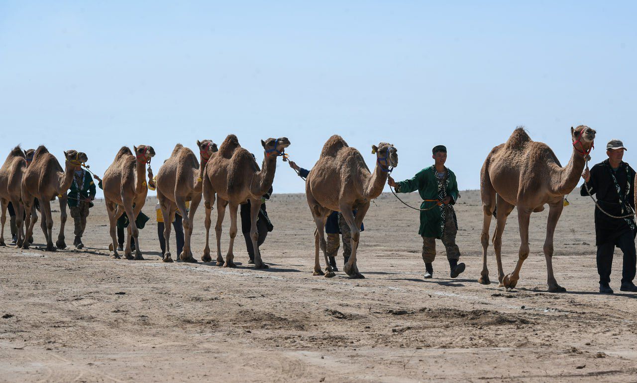 الەمدەگى ەڭ ۇلكەن تۇيە كەرۋەنى الماتى وبلىسىندا ءوتتى