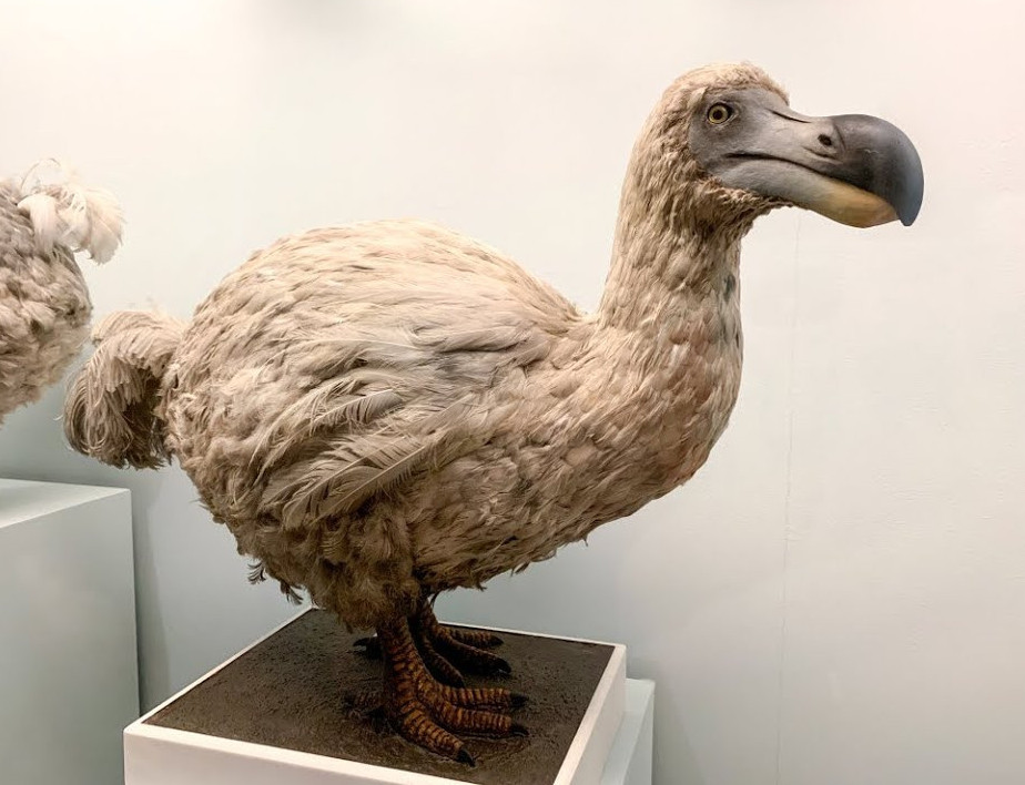 جويىلعان  قۇستى تىرىلتپەك