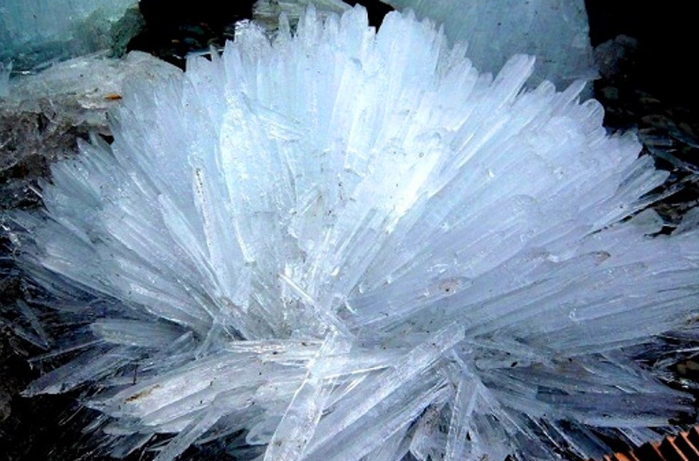 مۇز گۇلدەرى