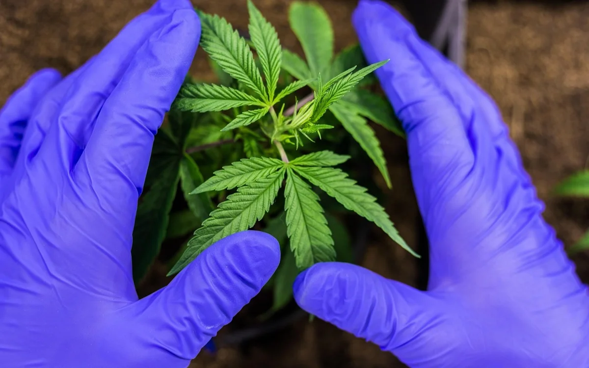 ەلىمىزدە ءبىر اپتادا 750 كەلىدەن استام ەسىرتكى تاركىلەندى