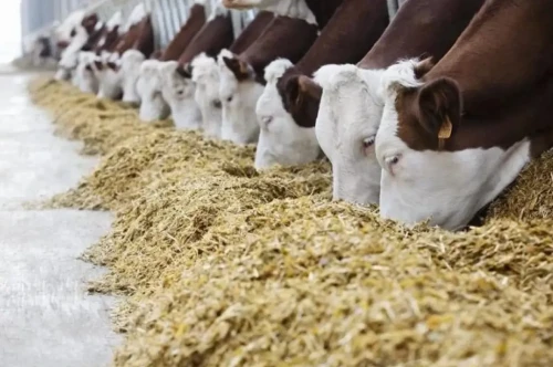 قىسقى ماۋسىمعا 31,1 ملن توننا مال ازىعى دايىندالدى