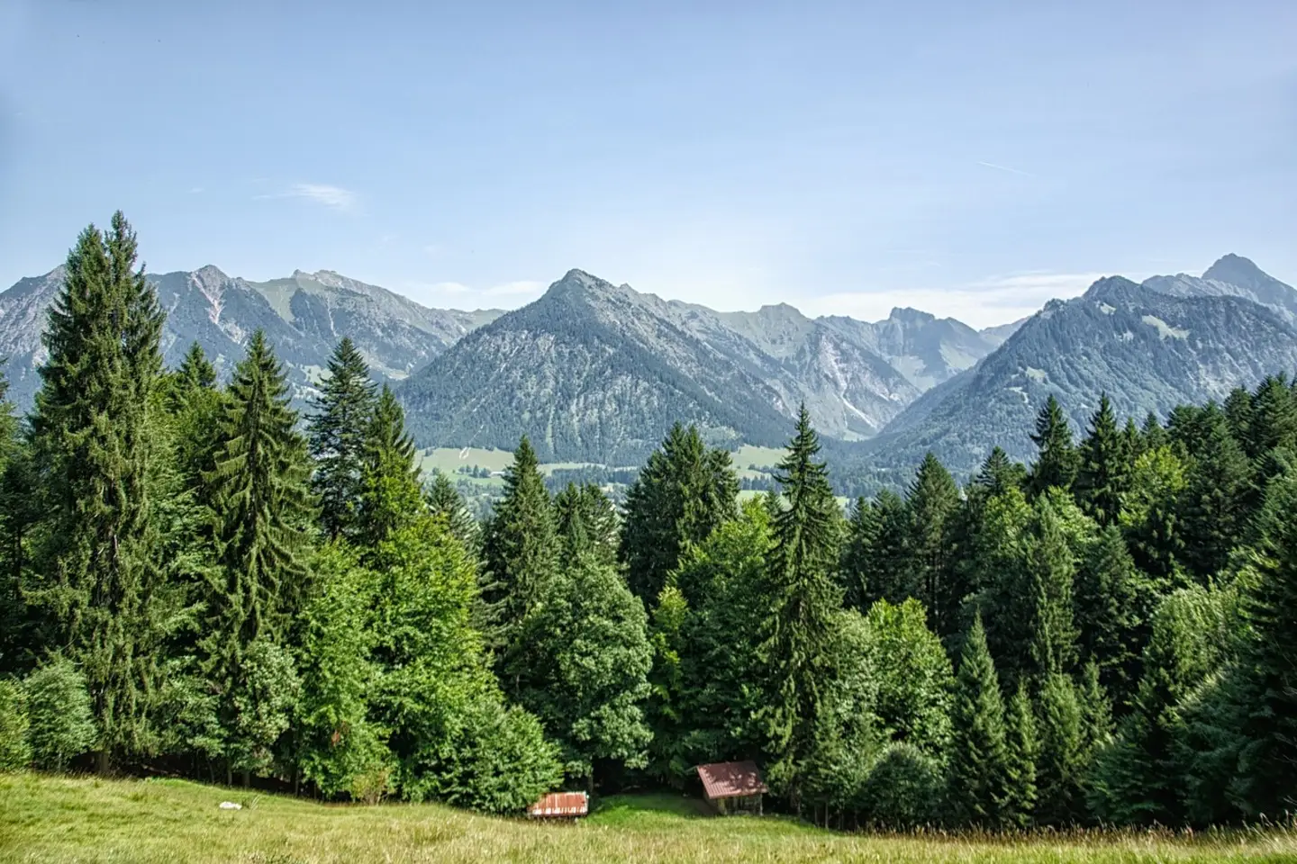 113 مىڭ ءتۇپ ءسىبىر شىرشاسى ەگىلدى